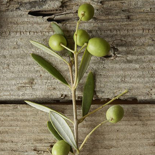 August is Olive Oil Month