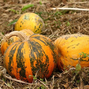 Eastern Europe’s Unsung Hero: Pumpkin Seed Oil