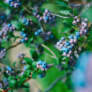 Huckleberry Balsamic Vinegar - A Taste of Olive